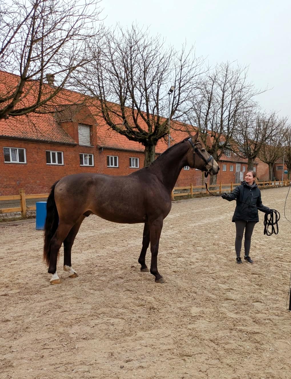 Palomino Moelleaaens Fürstengold billede 5