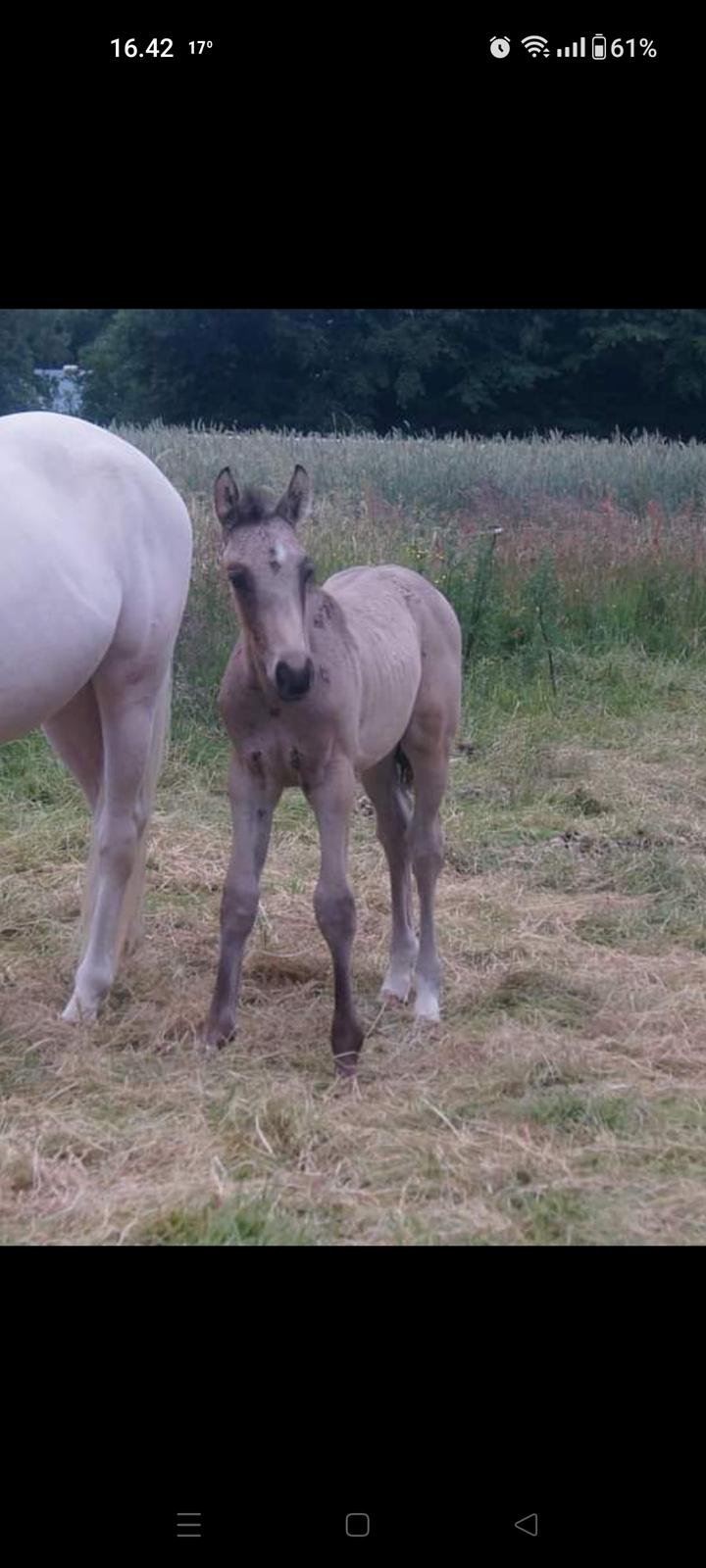 Palomino Moelleaaens Fürstengold - føllebølle 2021 billede 6