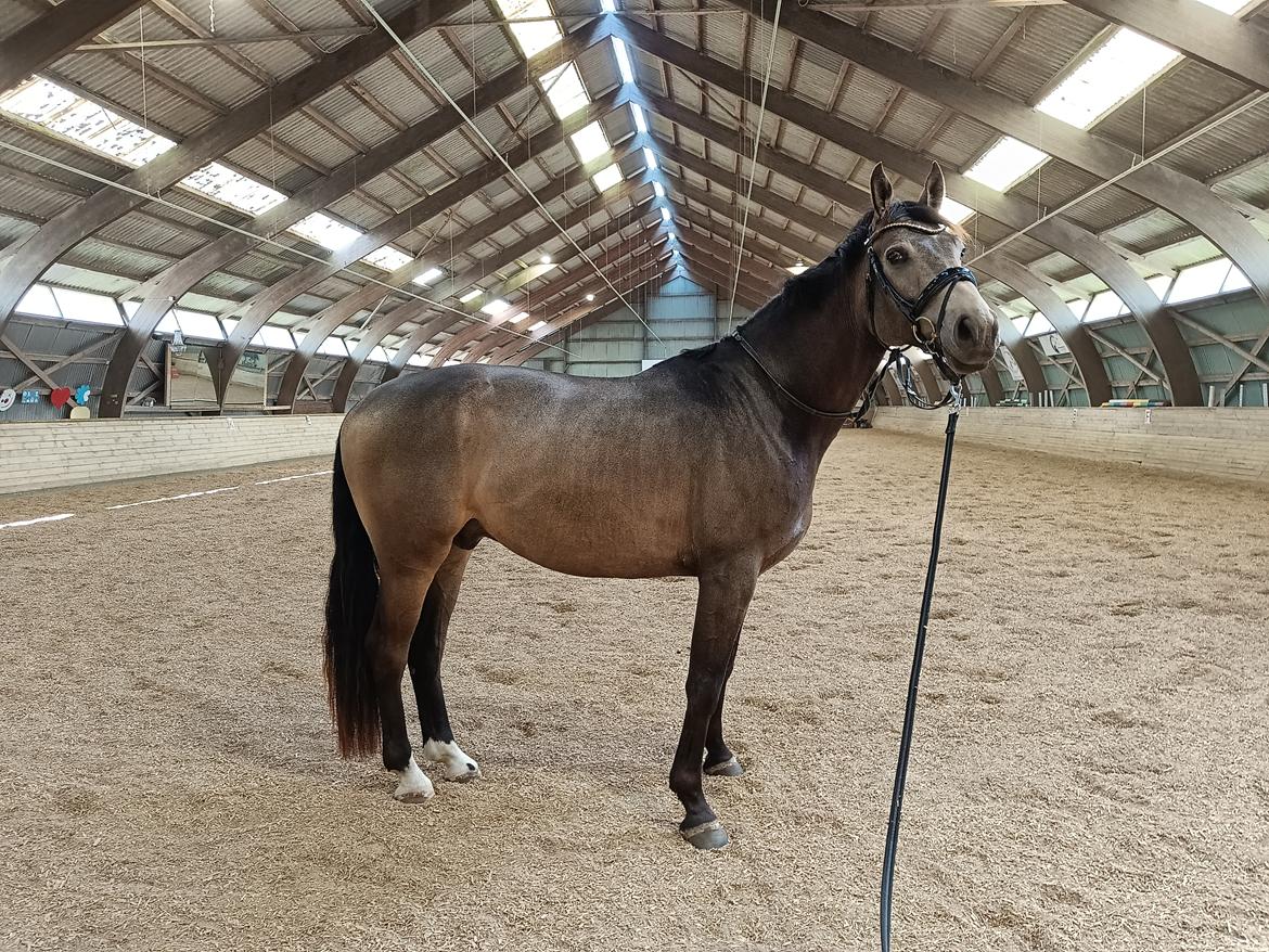 Palomino Moelleaaens Fürstengold billede 7