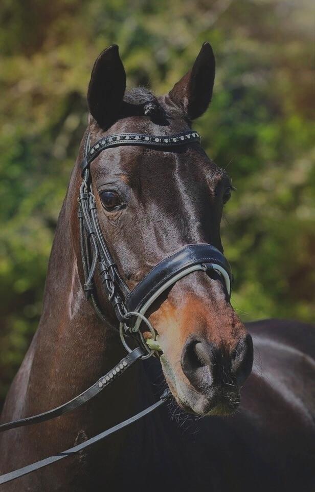 DSP Bæklunds Matine <3 billede 1