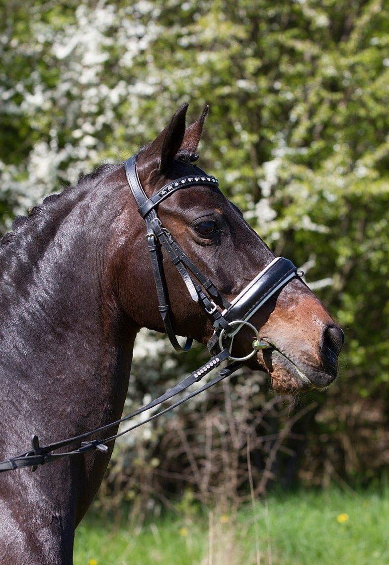 DSP Bæklunds Matine <3 billede 6