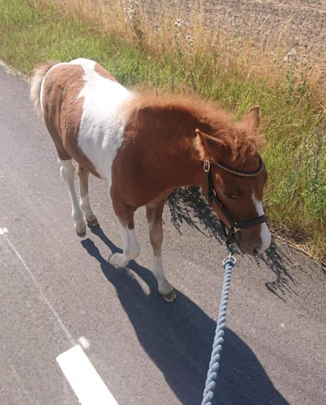 Anden særlig race Kofoeds Hidalgo O.C billede 23