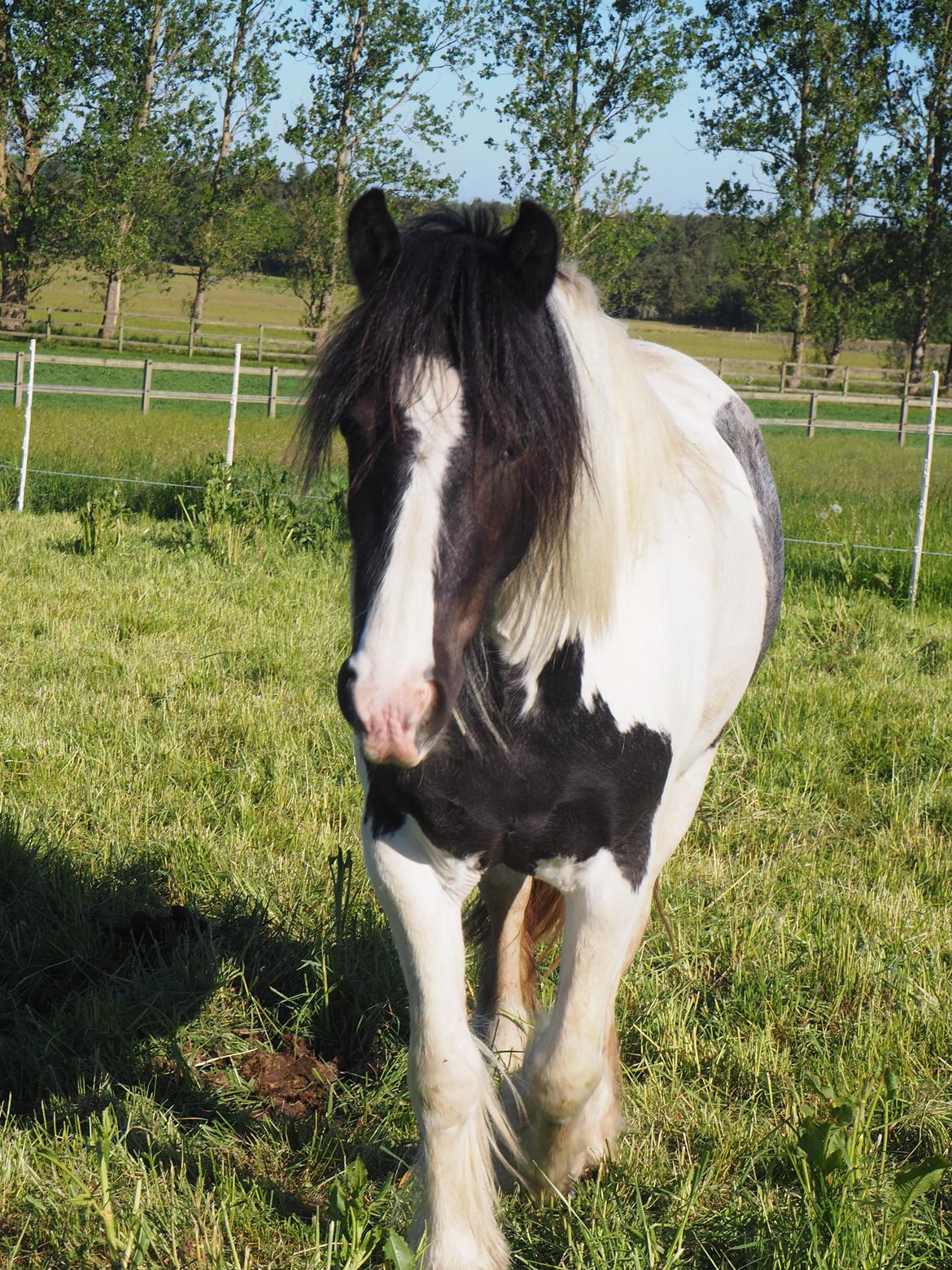 Irish Cob Stald Dalby's Miley Montana billede 1
