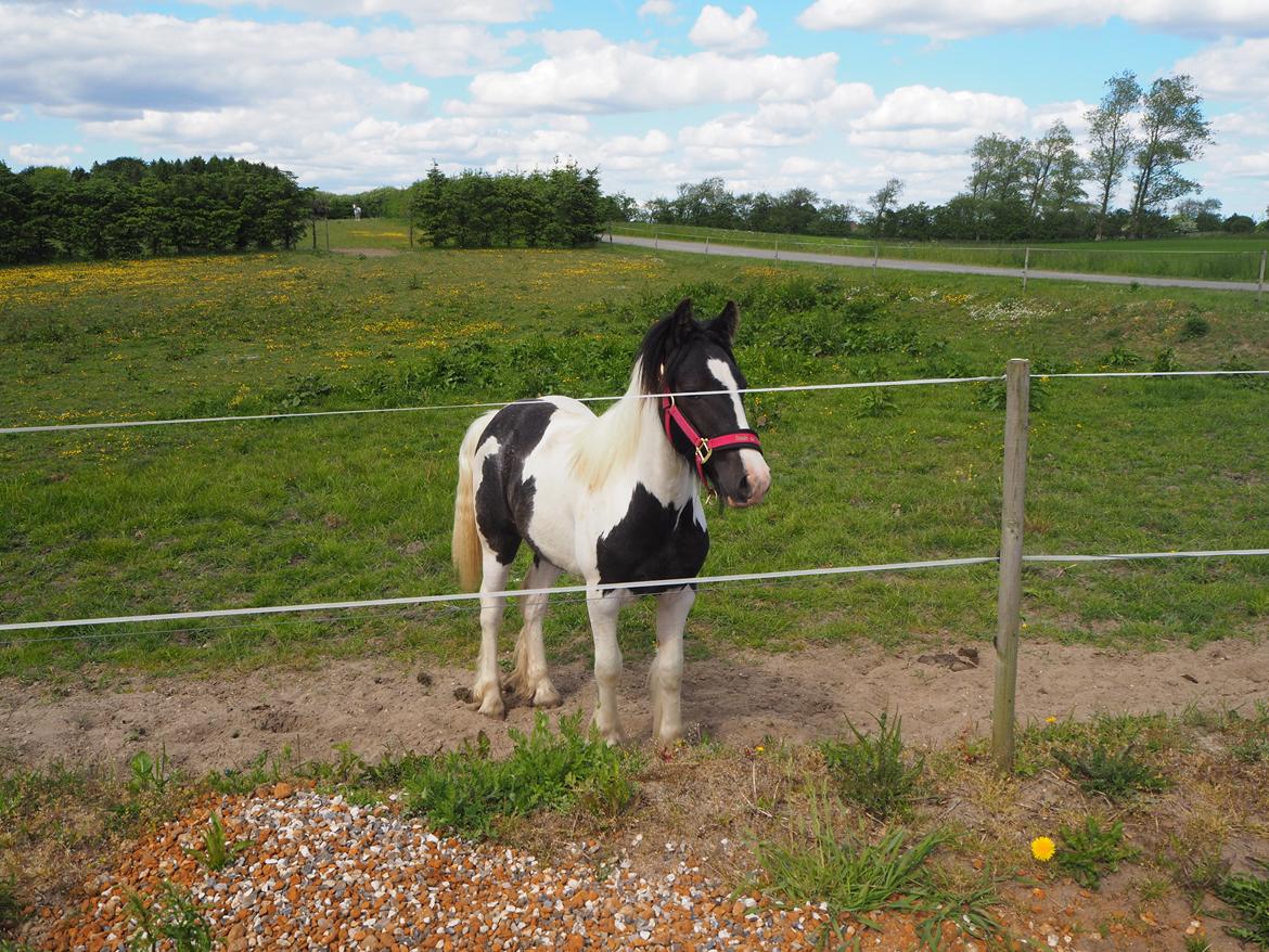 Irish Cob Stald Dalby's Miley Montana billede 2