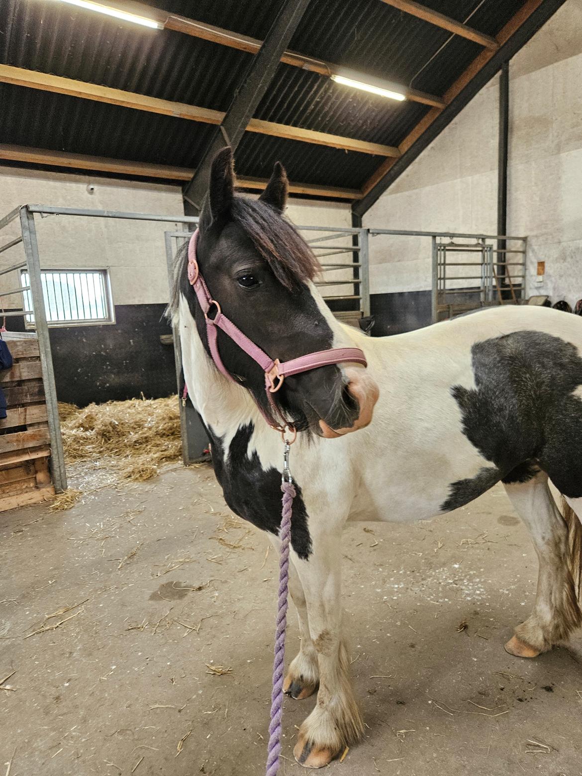 Irish Cob Stald Dalby's Miley Montana billede 3