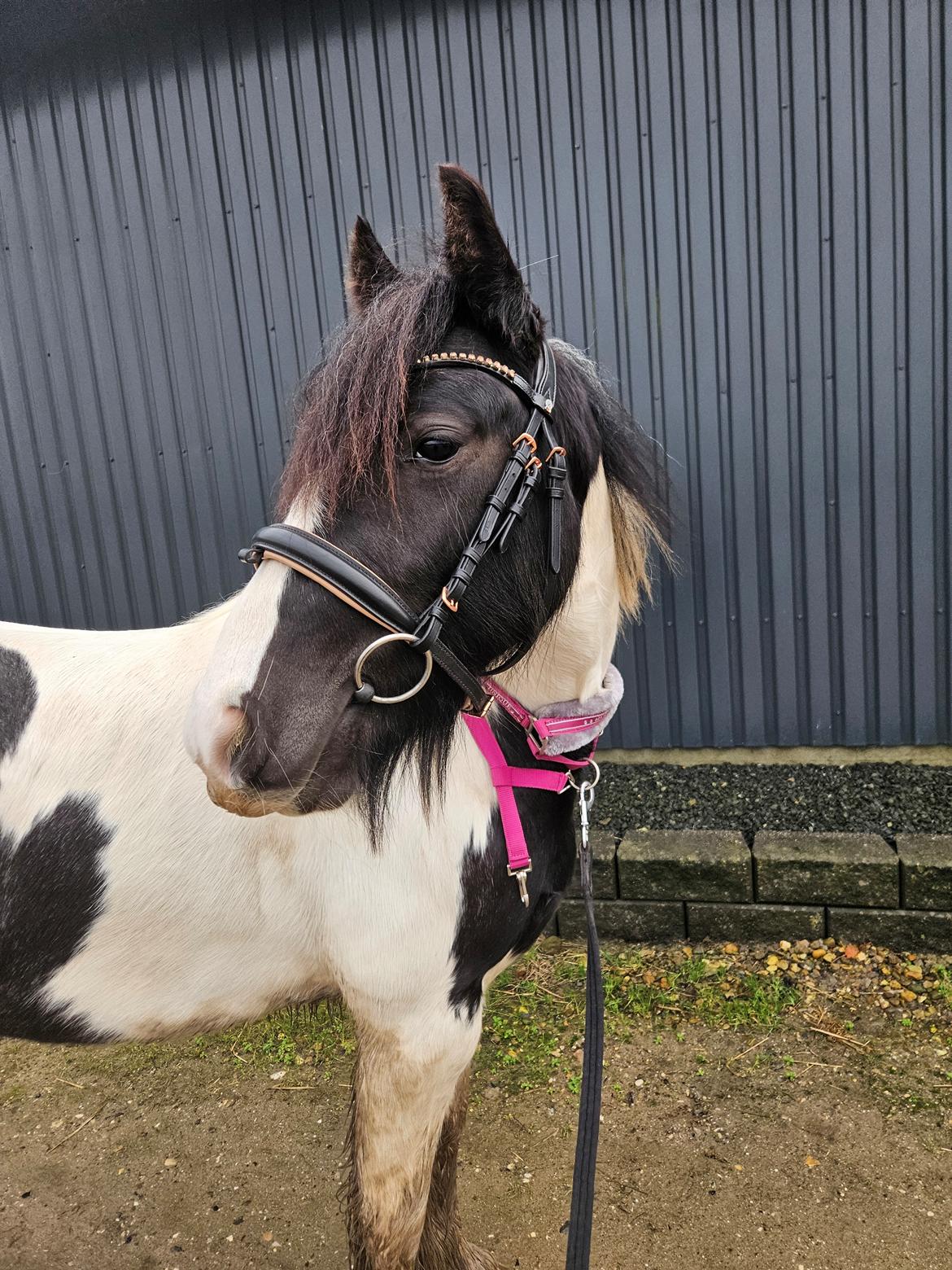 Irish Cob Stald Dalby's Miley Montana billede 4