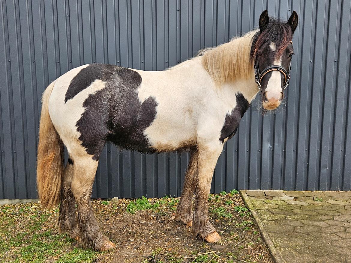 Irish Cob Stald Dalby's Miley Montana billede 5