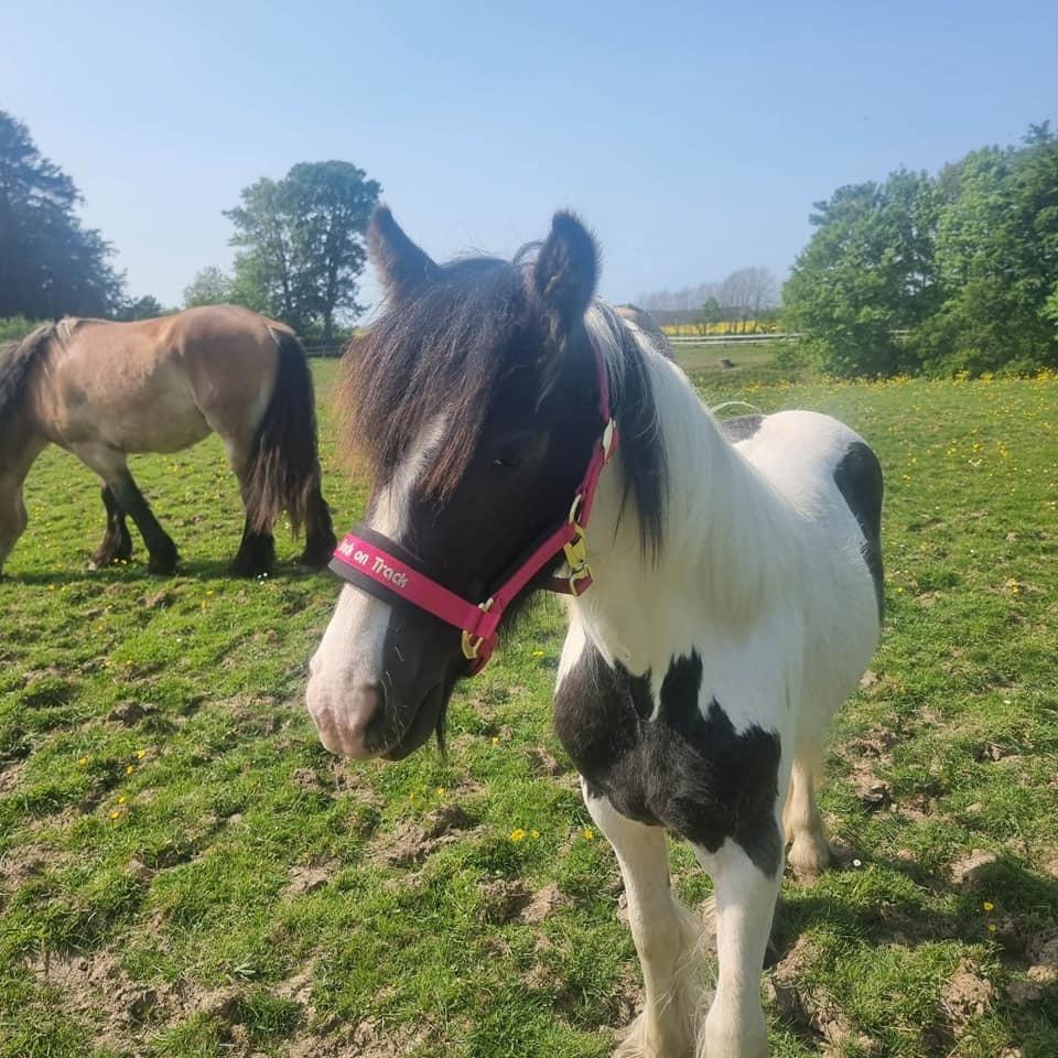 Irish Cob Stald Dalby's Miley Montana billede 6