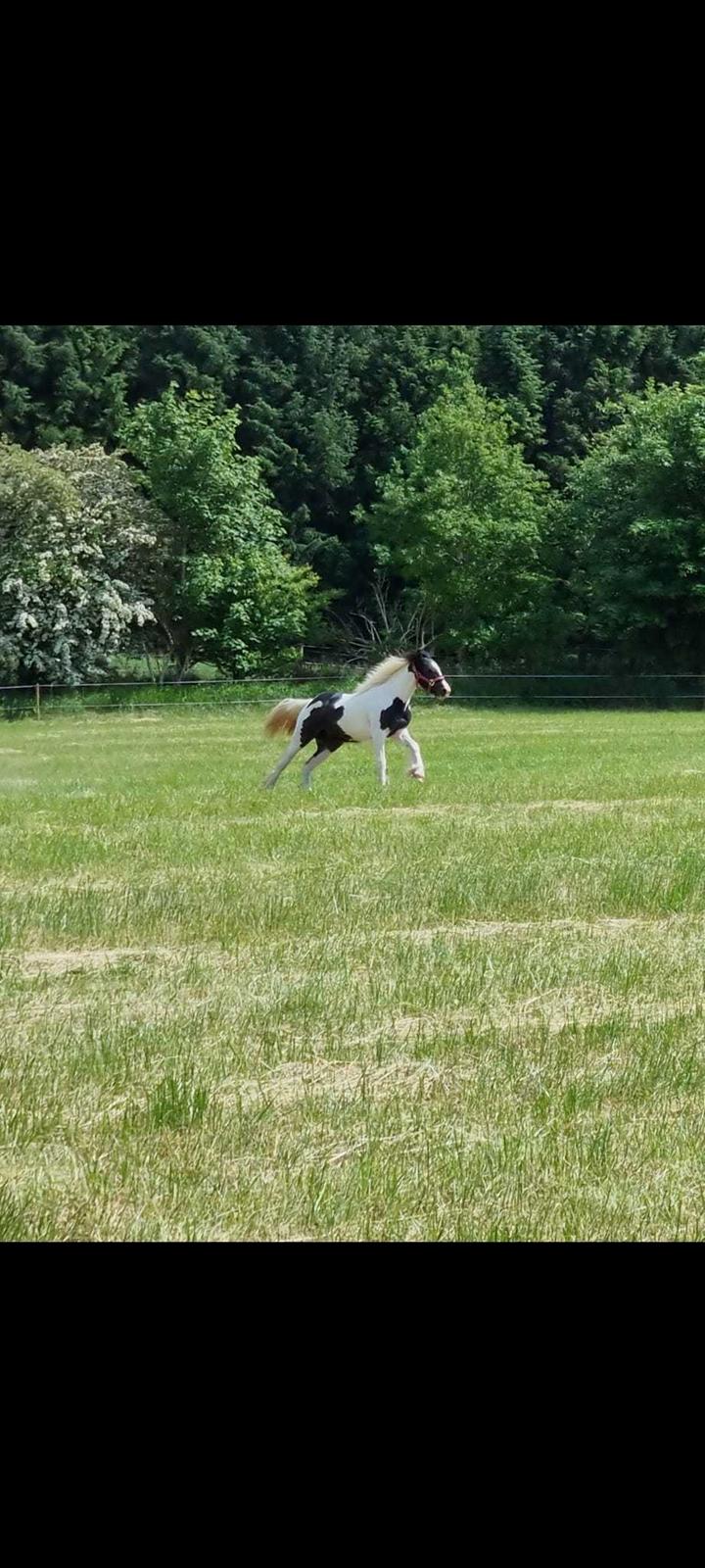 Irish Cob Stald Dalby's Miley Montana billede 8