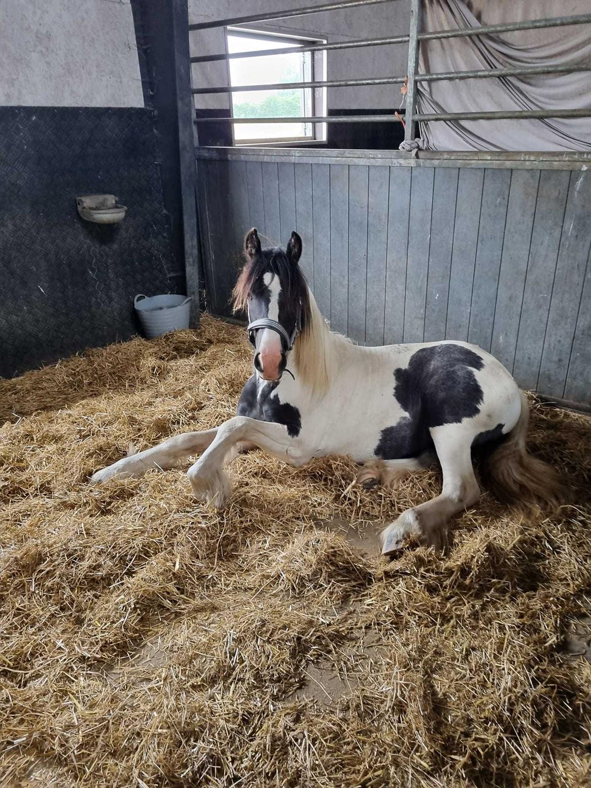 Irish Cob Stald Dalby's Miley Montana billede 10