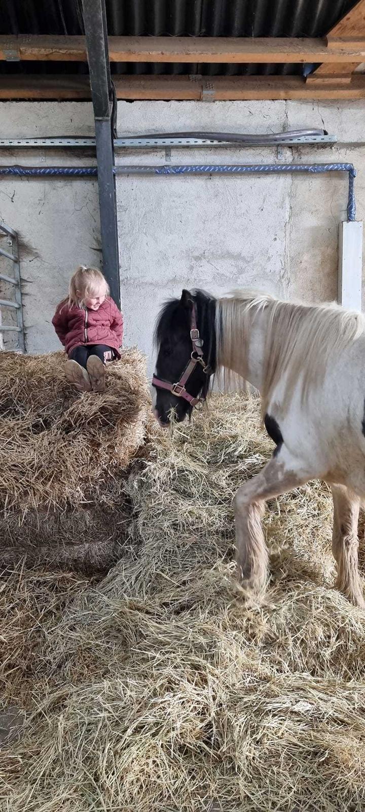 Irish Cob Stald Dalby's Miley Montana billede 13