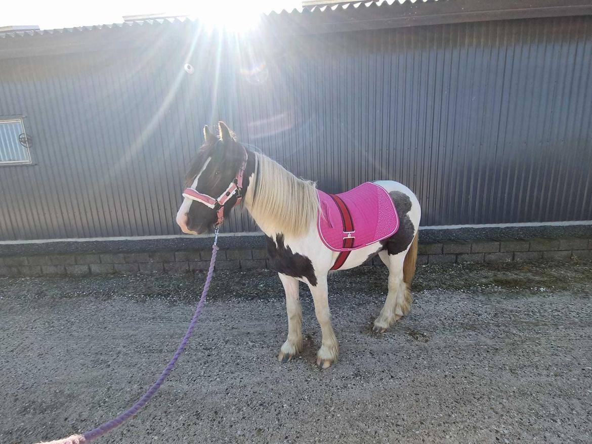 Irish Cob Stald Dalby's Miley Montana billede 11