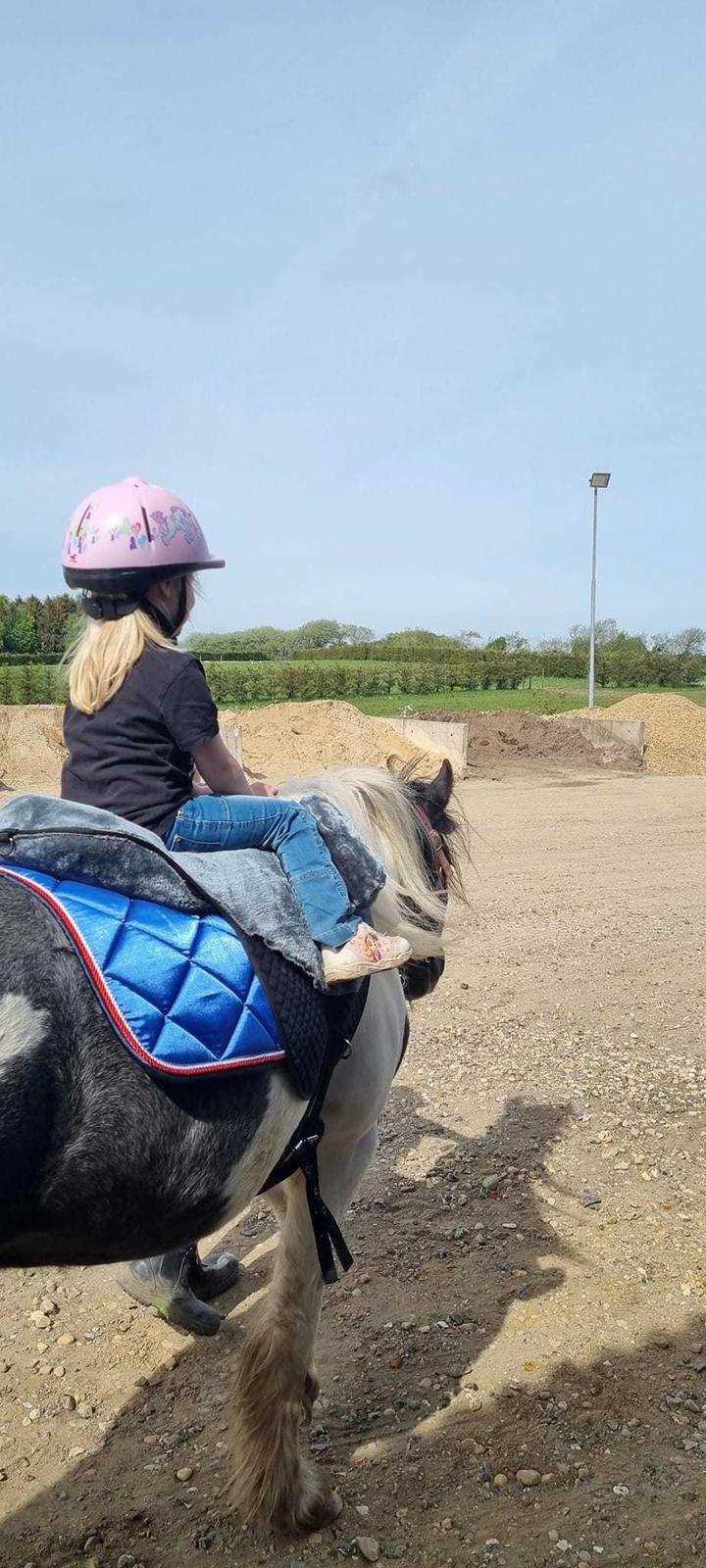 Irish Cob Stald Dalby's Miley Montana billede 14