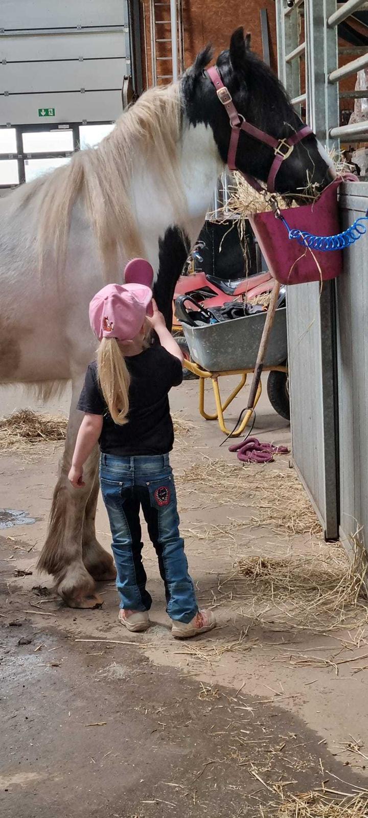 Irish Cob Stald Dalby's Miley Montana billede 16