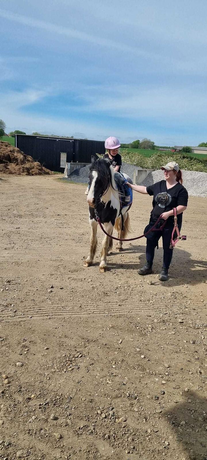 Irish Cob Stald Dalby's Miley Montana billede 17