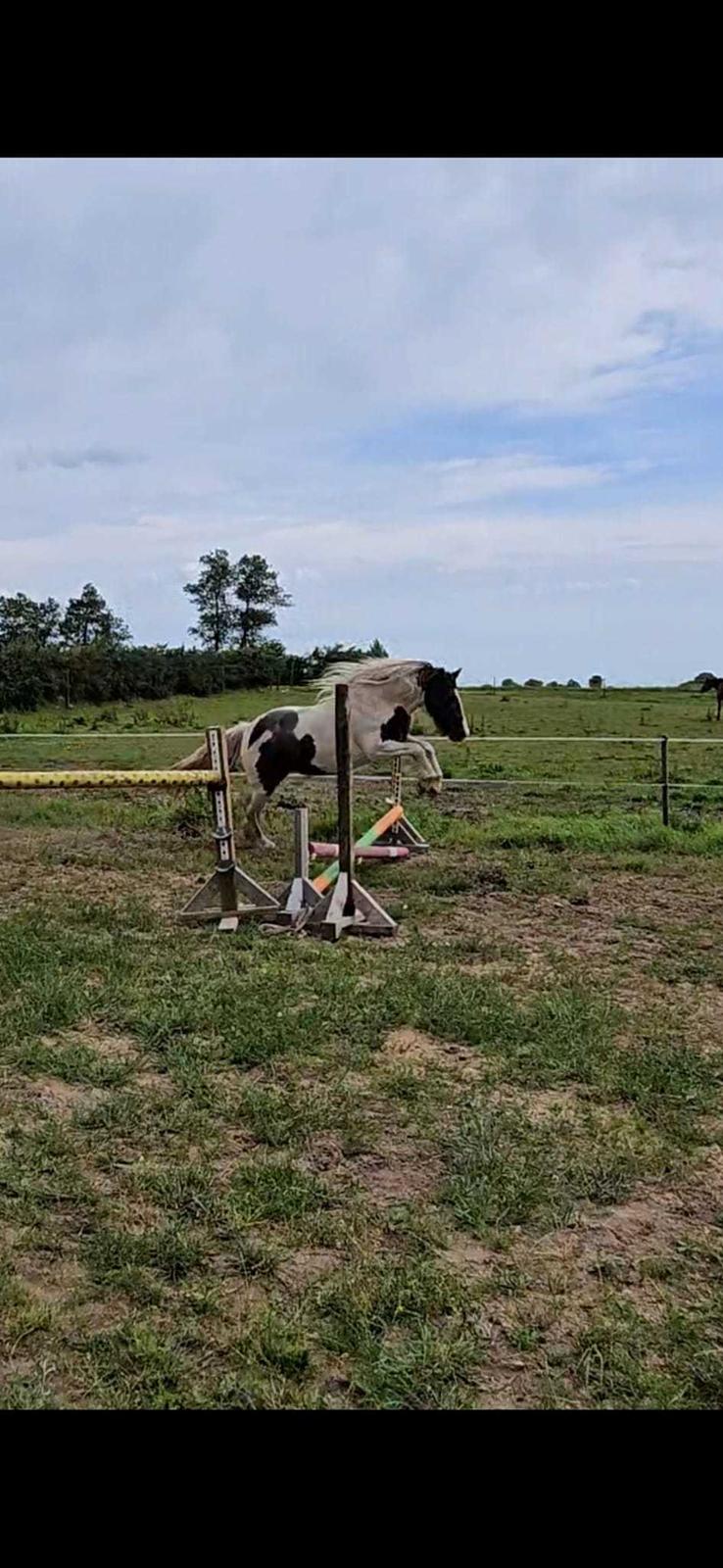 Irish Cob Stald Dalby's Miley Montana billede 18