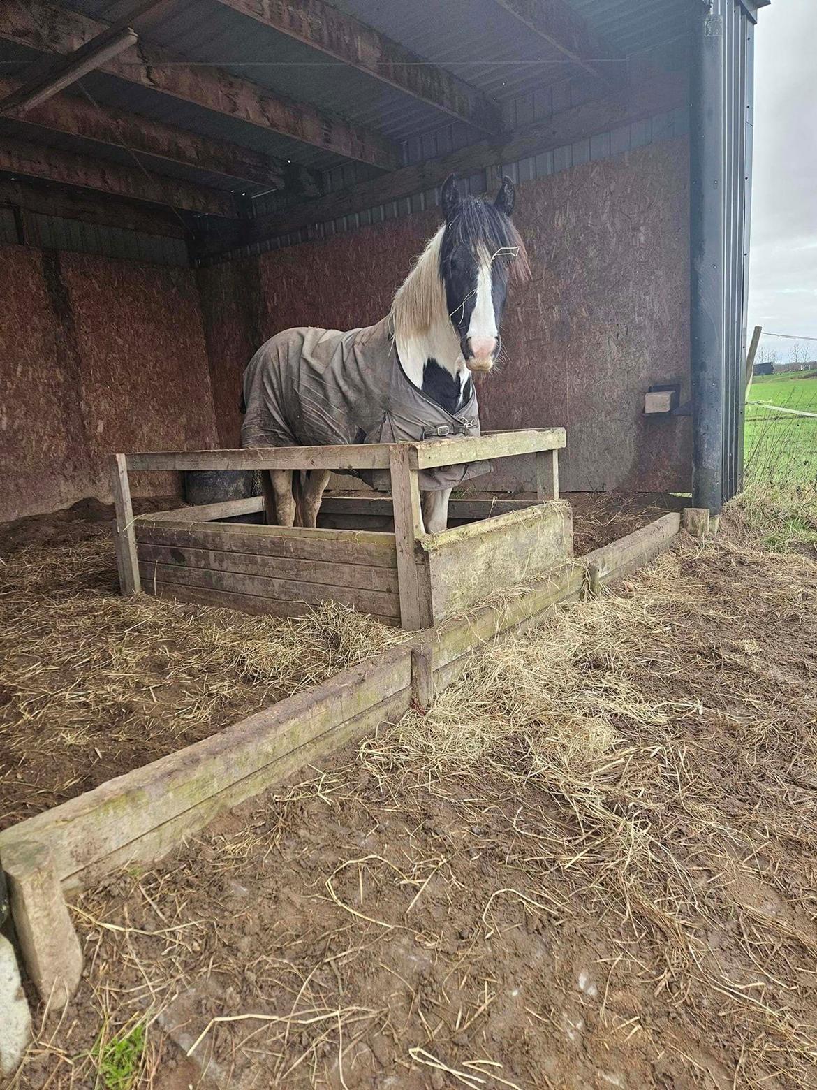 Irish Cob Stald Dalby's Miley Montana billede 19