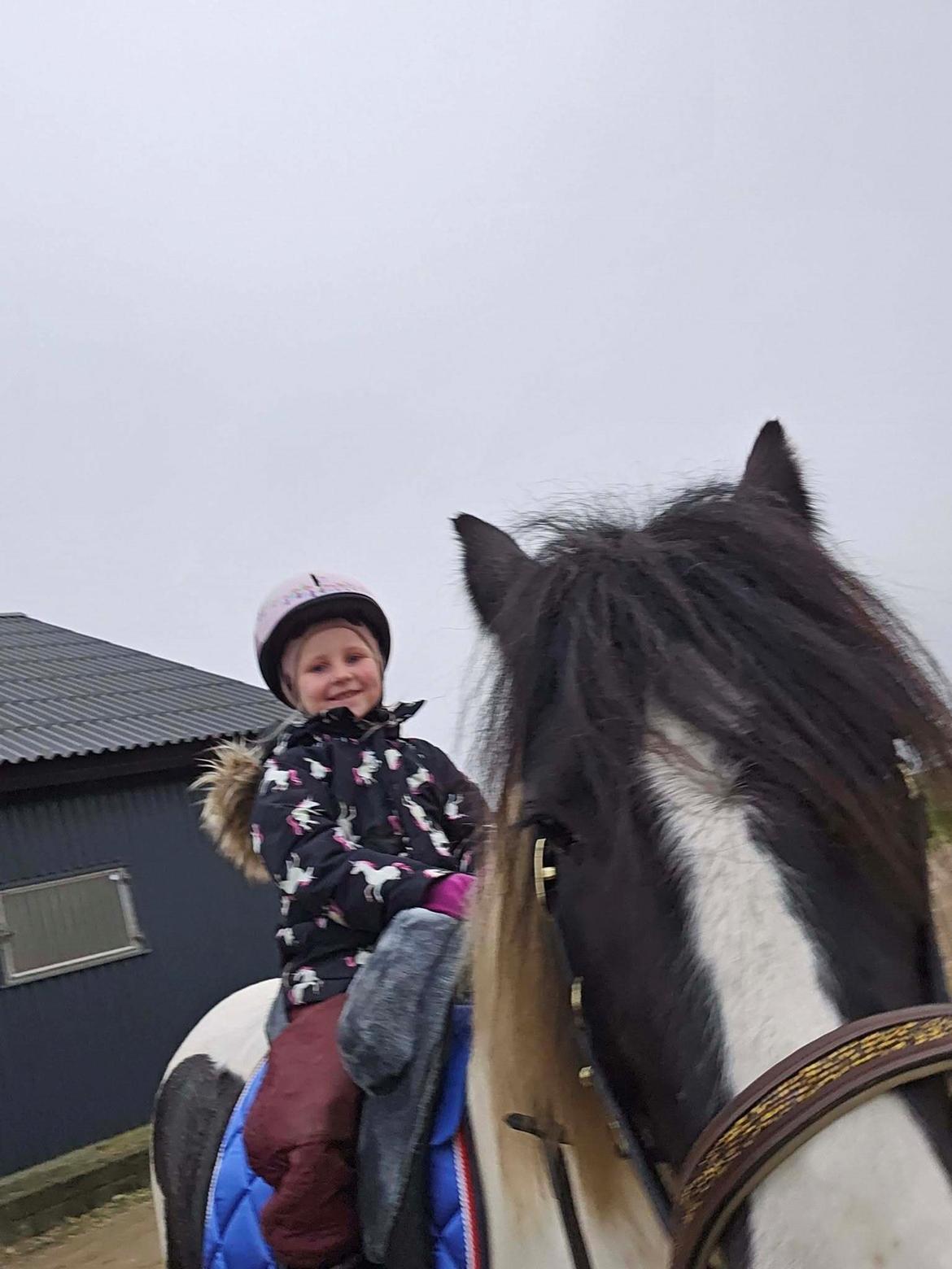 Irish Cob Stald Dalby's Miley Montana billede 20