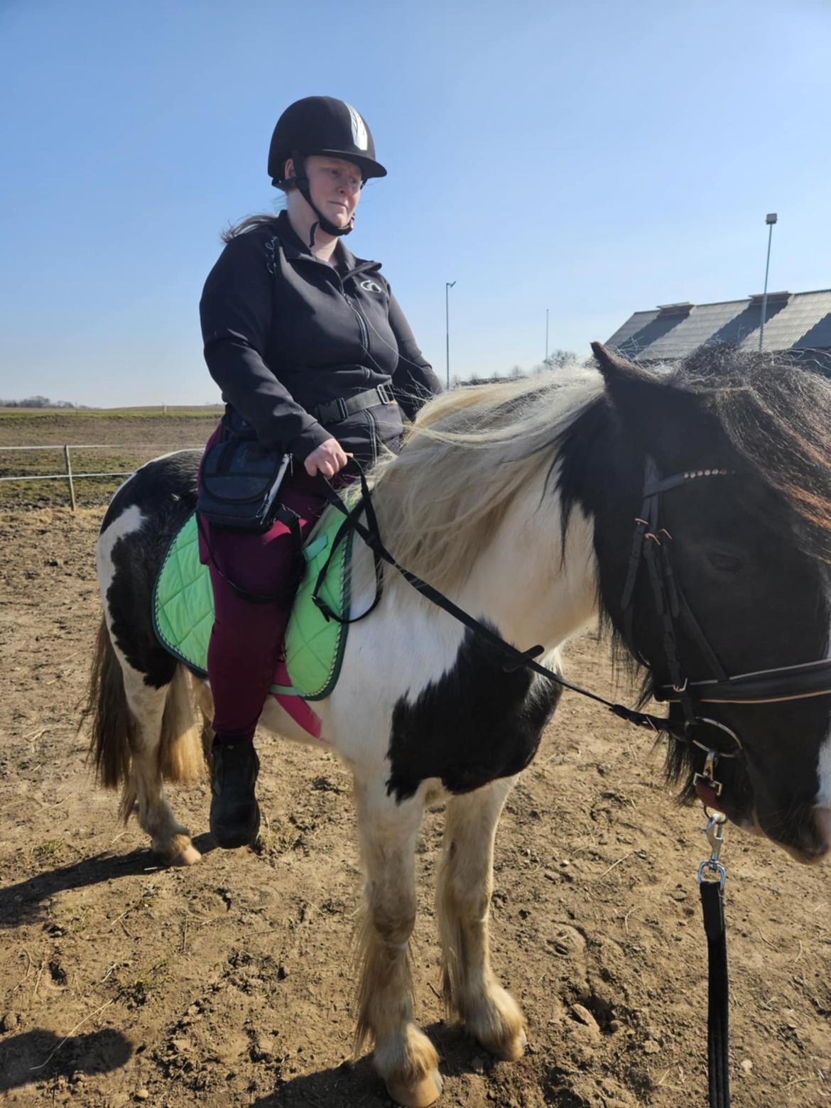 Irish Cob Stald Dalby's Miley Montana billede 21