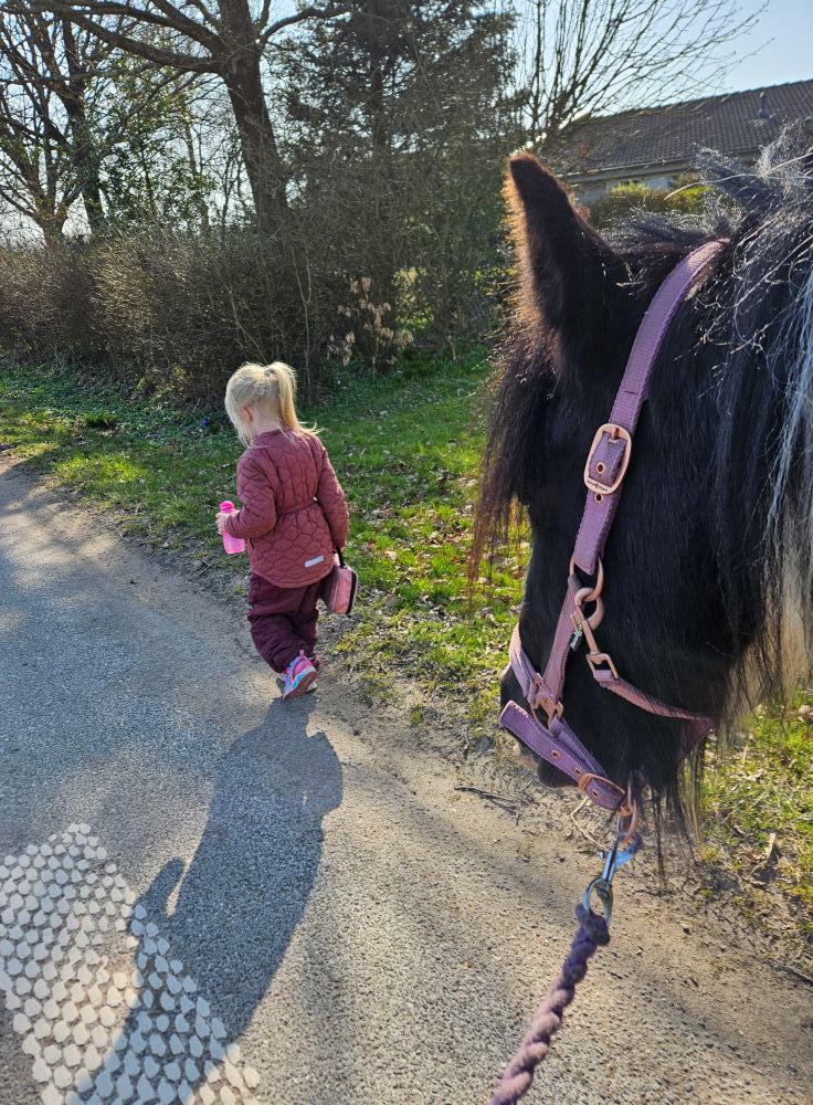 Irish Cob Stald Dalby's Miley Montana billede 22