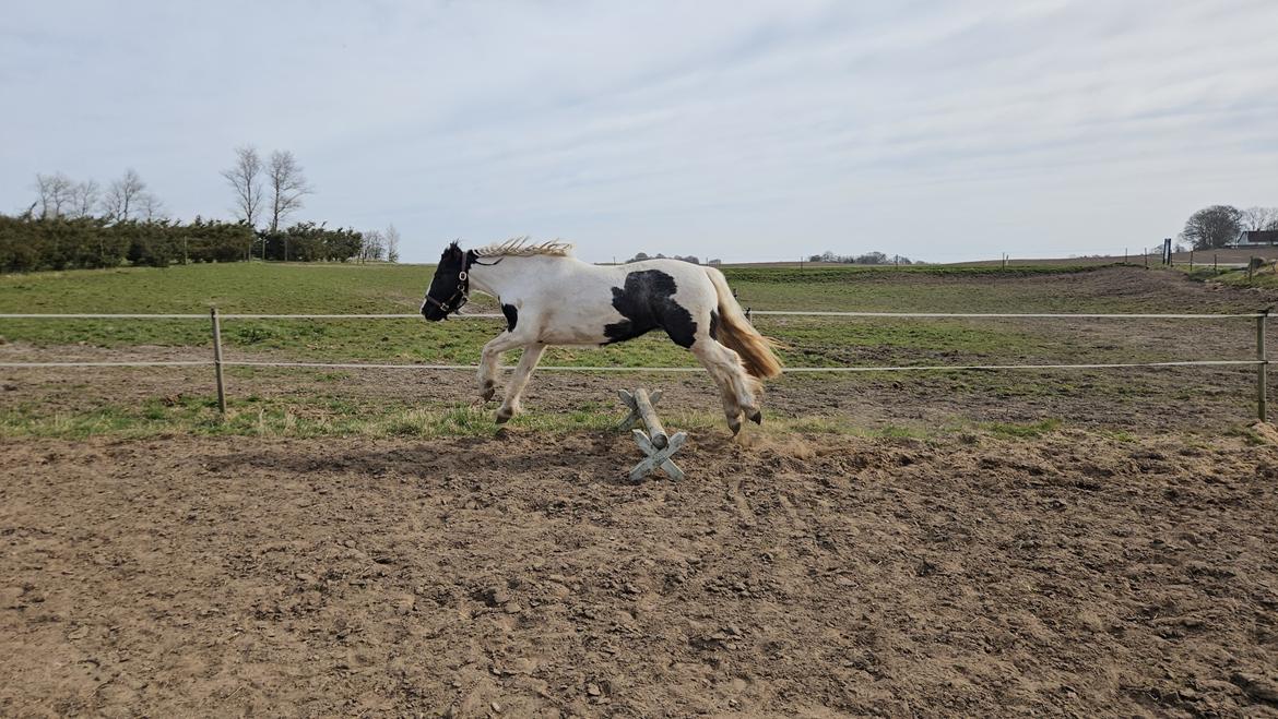 Irish Cob Stald Dalby's Miley Montana billede 23
