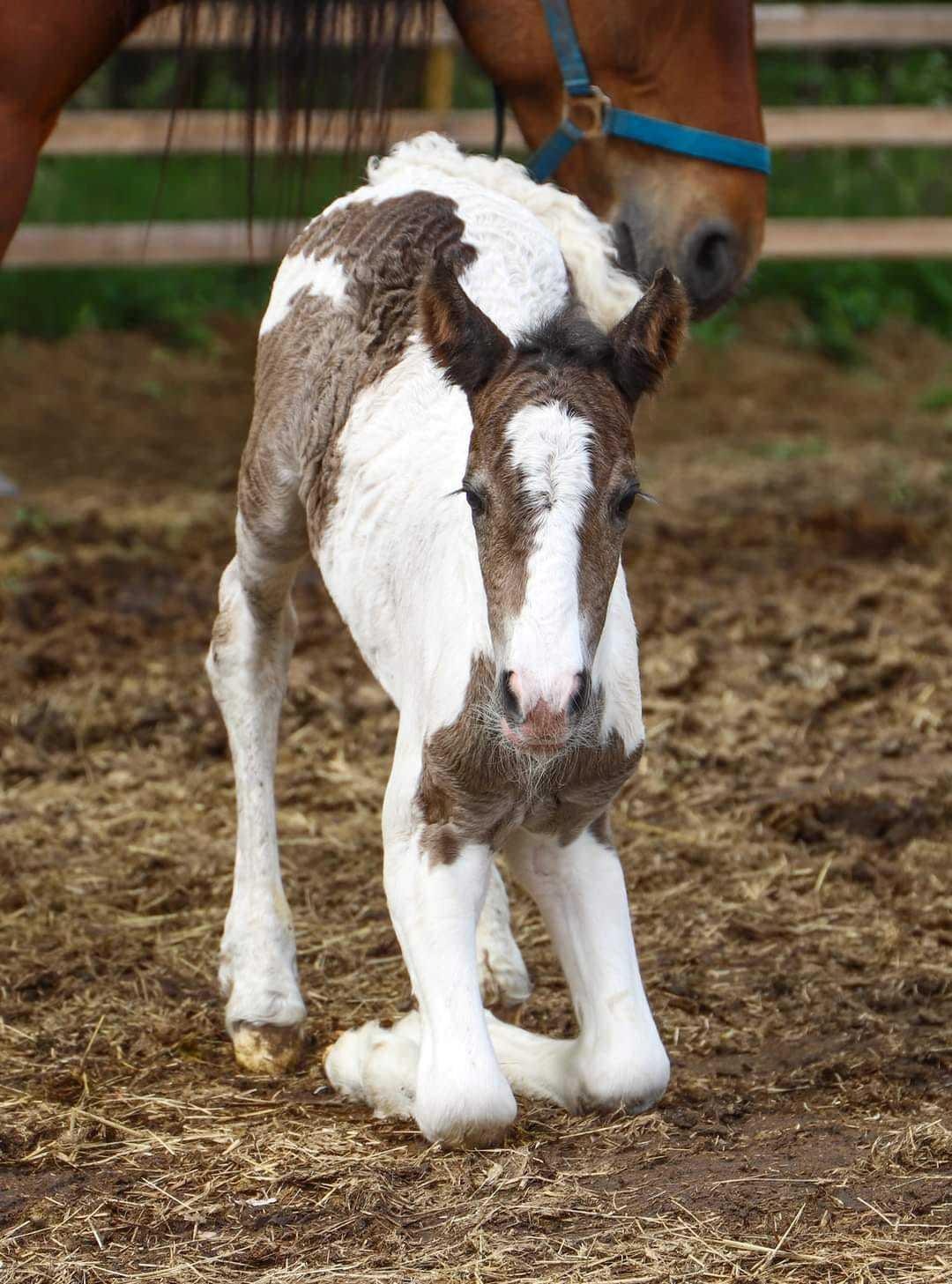 Irish Cob Stald Dalby's Miley Montana billede 15