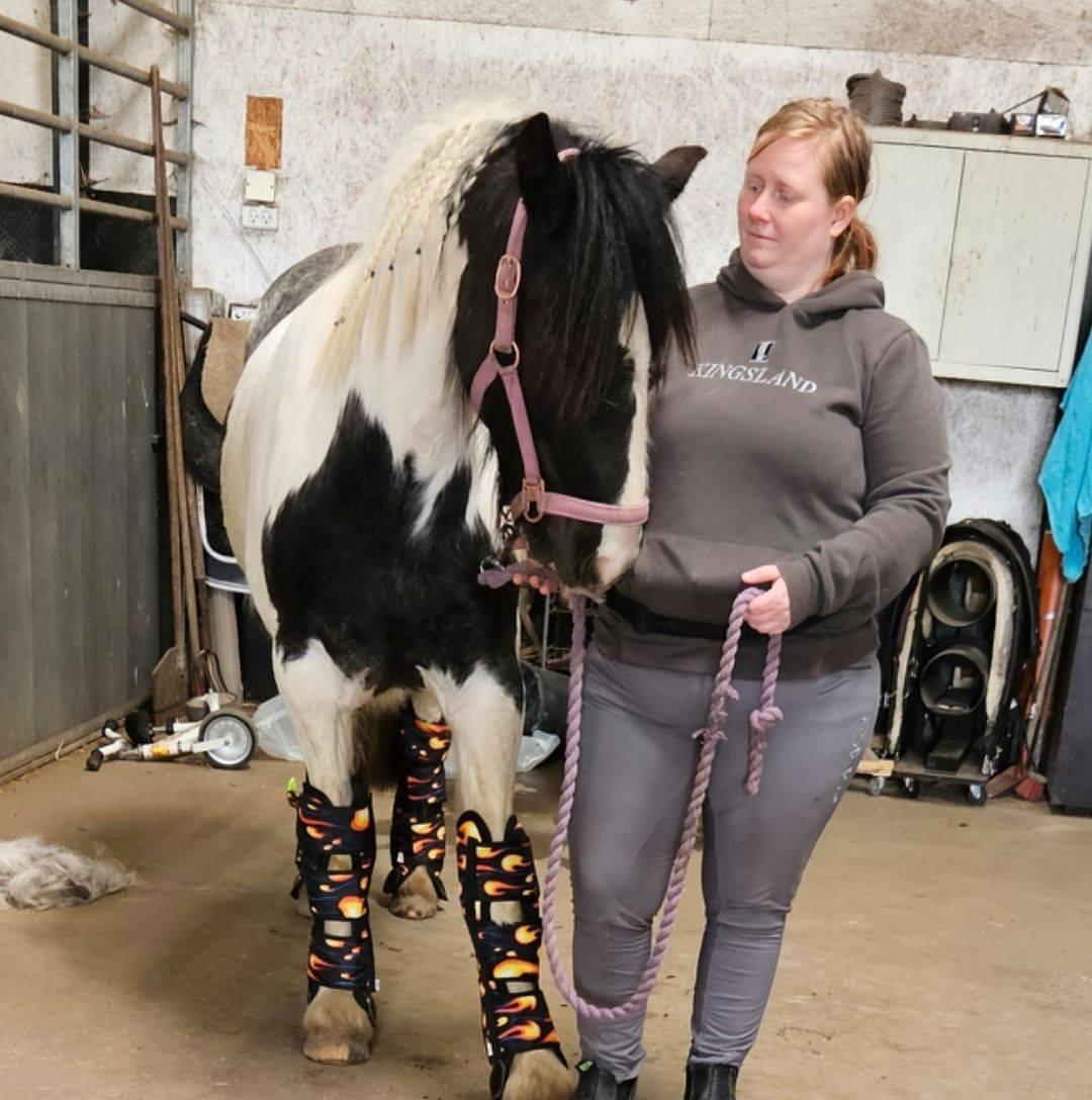 Irish Cob Stald Dalby's Miley Montana billede 24