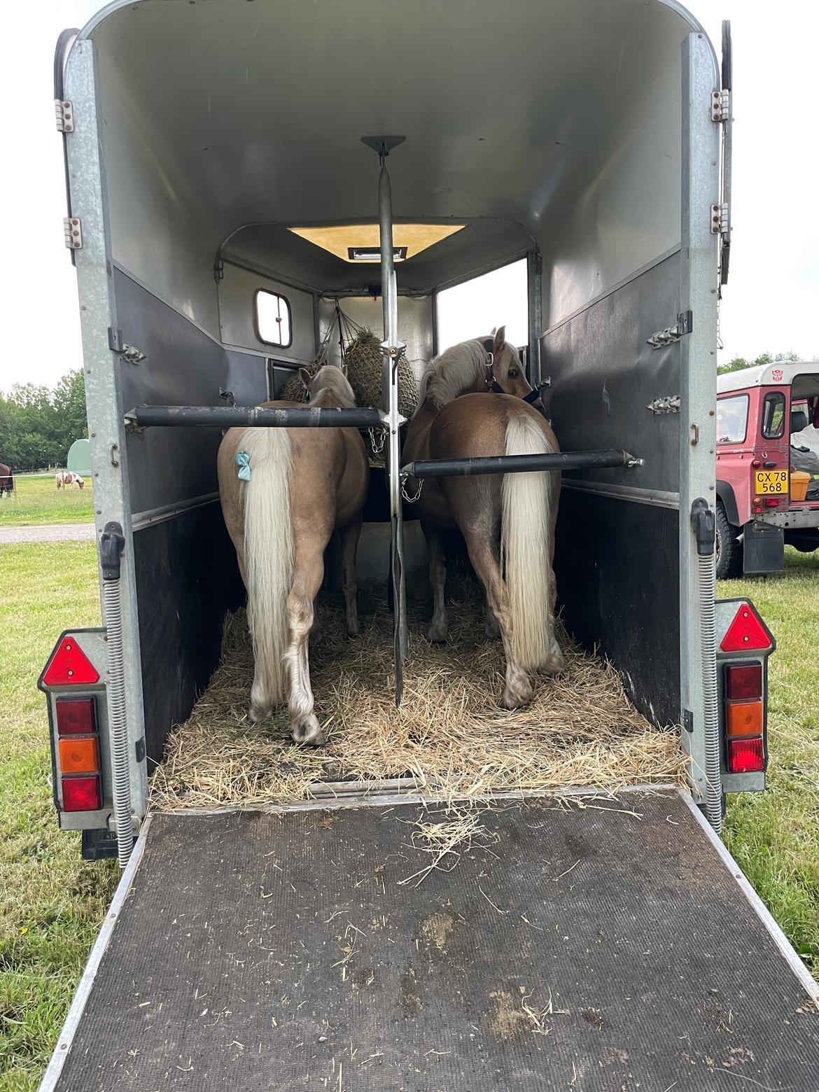 Welsh Pony af Cob-type (sec C) Harvest Nespresso billede 22