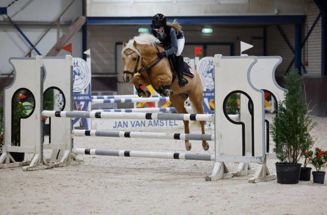 New Forest Calandias Dragonfly billede 2