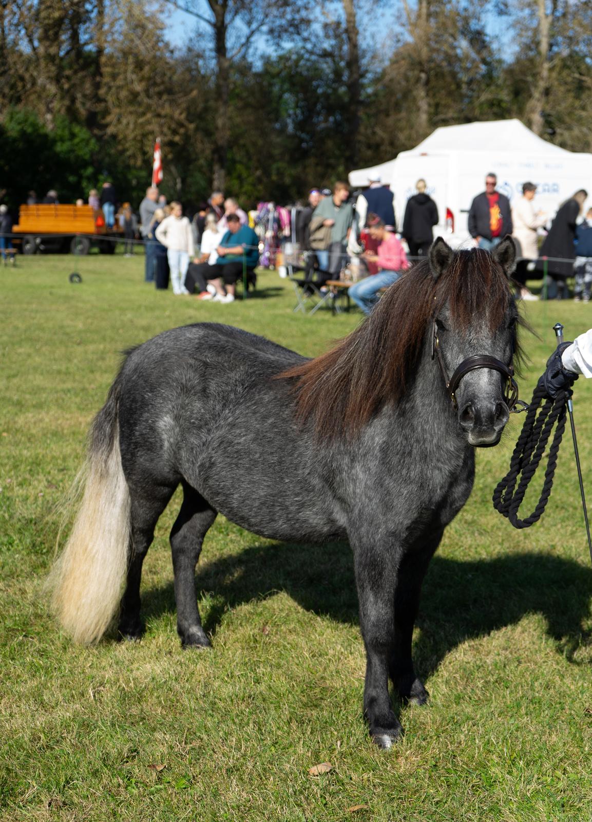 Shetlænder Thorshøj's kalk - Smukke Kalk til Gørlev Skue i september 2024 billede 1