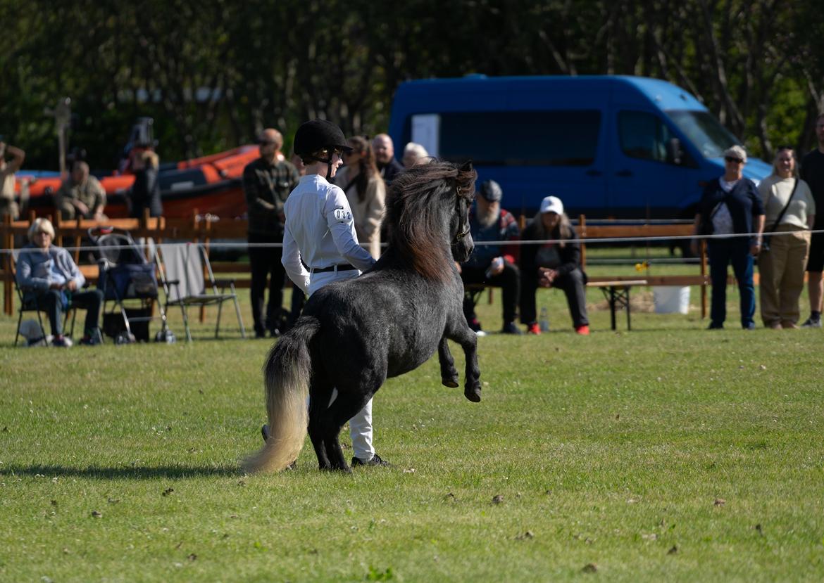 Shetlænder Thorshøj's kalk - Vi fik også vist andre ting end skridt og trav for de kære dommere... billede 4