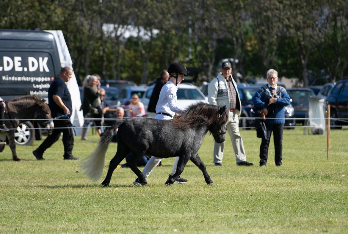 Shetlænder Thorshøj's kalk billede 2