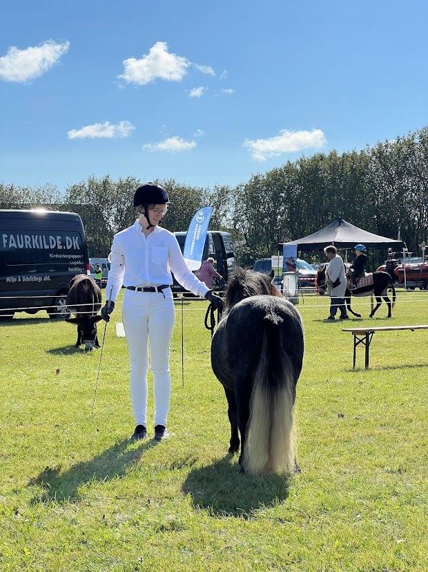 Shetlænder Thorshøj's kalk billede 6