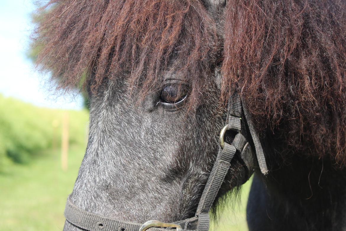Shetlænder Thorshøj's kalk billede 10
