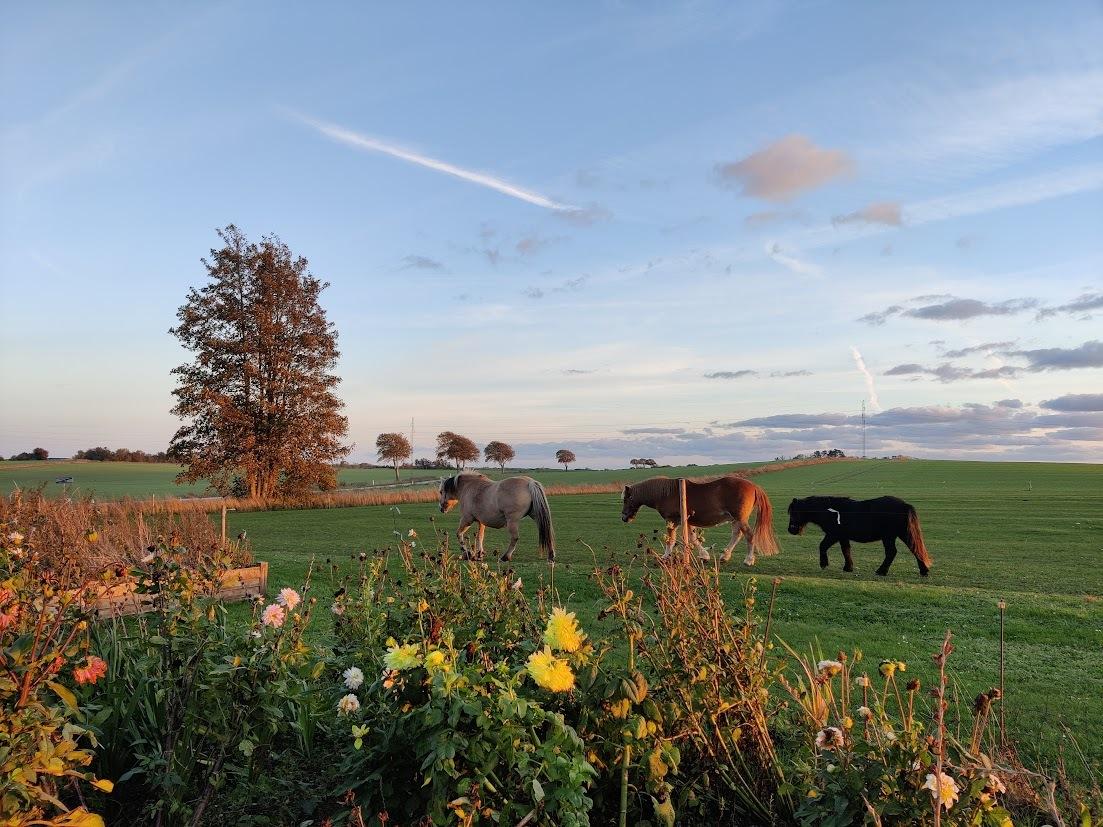 Shetlænder Thorshøj's kalk - Kalk med hans to bedste venner. Prins er her desværre ikke mere, og det er en stor sorg, ikke mindst for Kalk. Heldigvis har han, og vi, stadig Pony <3 billede 11