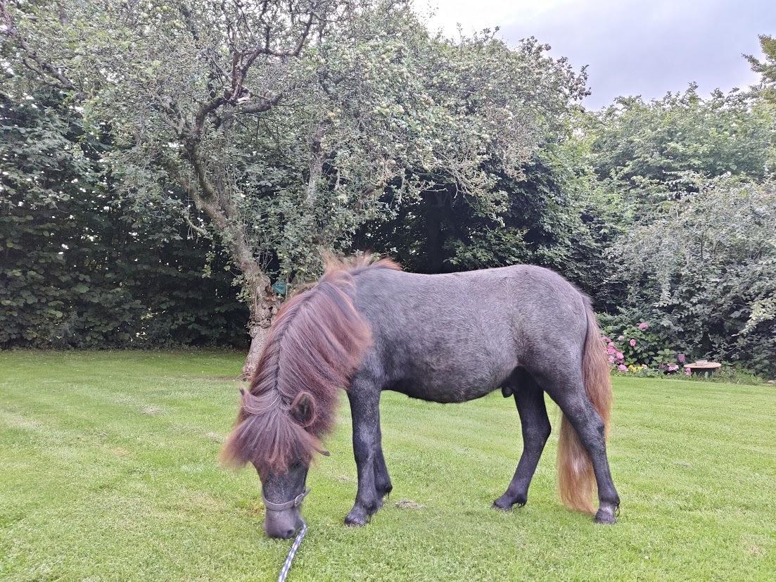 Shetlænder Thorshøj's kalk billede 22