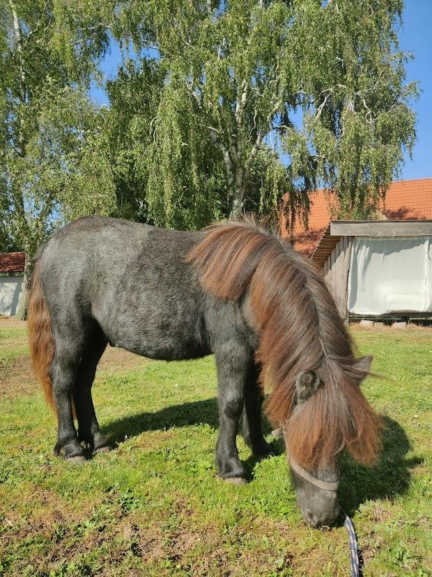 Shetlænder Thorshøj's kalk billede 15