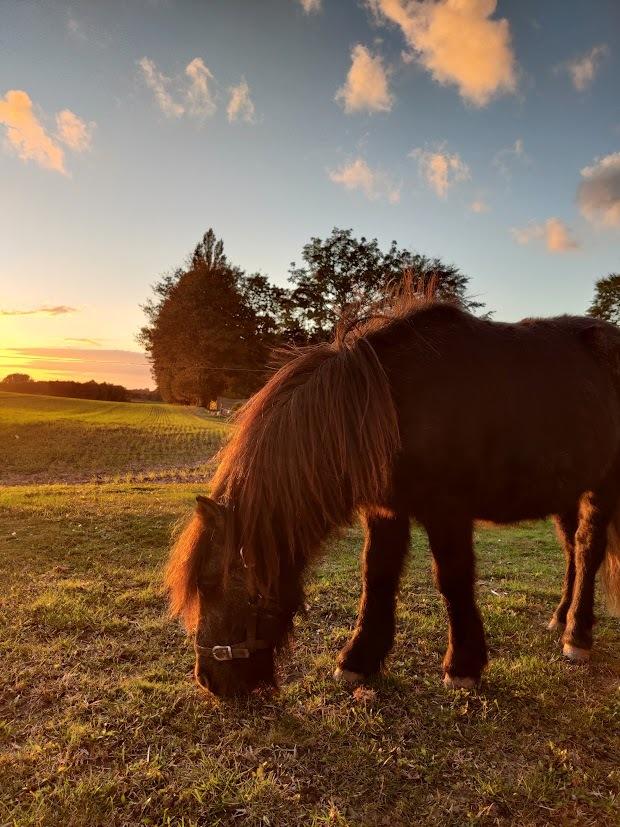 Shetlænder Thorshøj's kalk billede 19