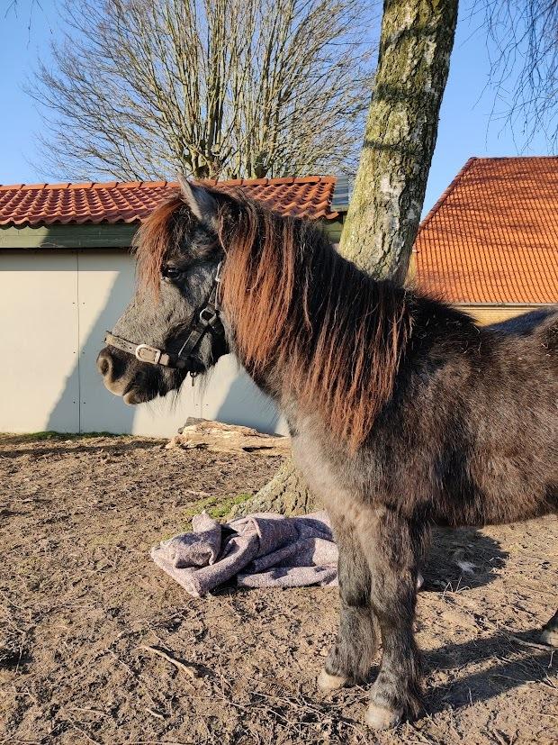 Shetlænder Thorshøj's kalk billede 23