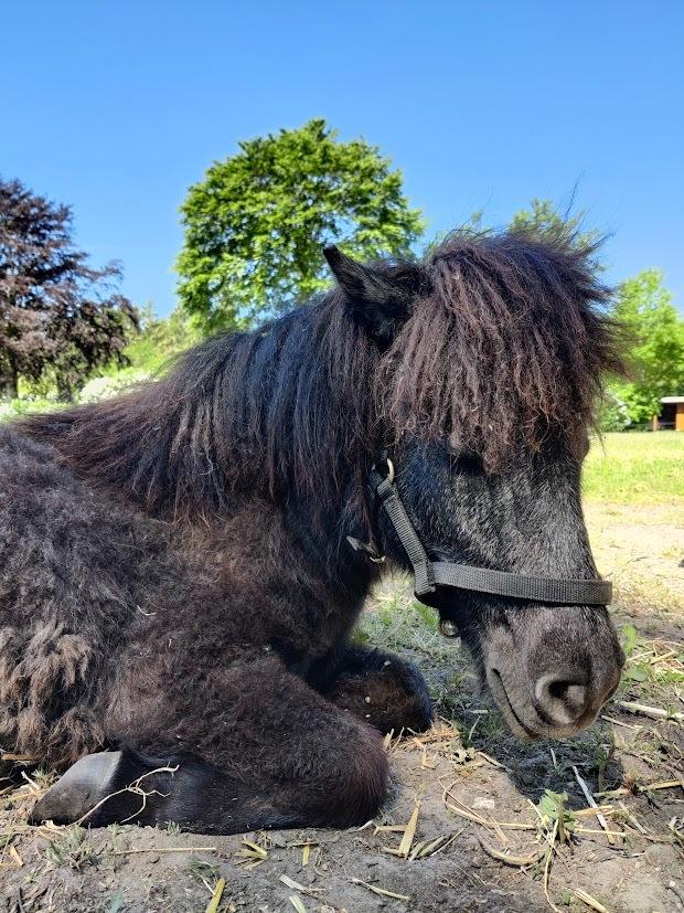 Shetlænder Thorshøj's kalk billede 28
