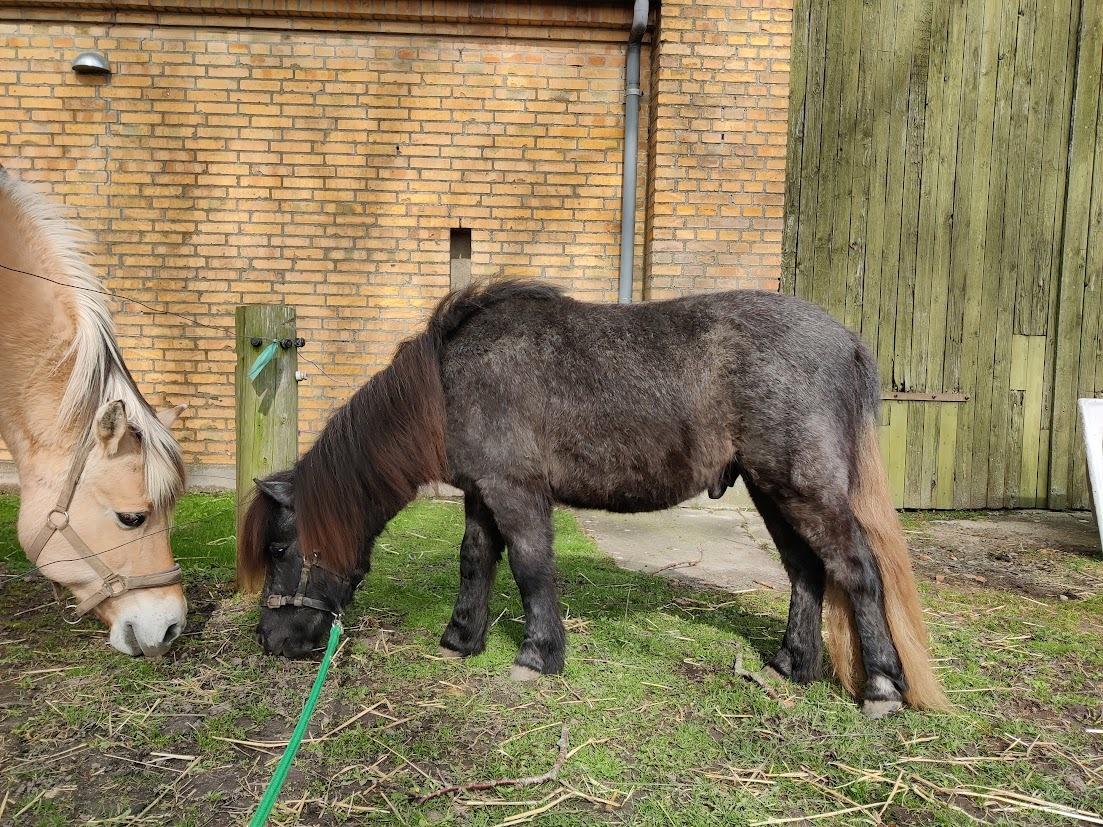 Shetlænder Thorshøj's kalk billede 25