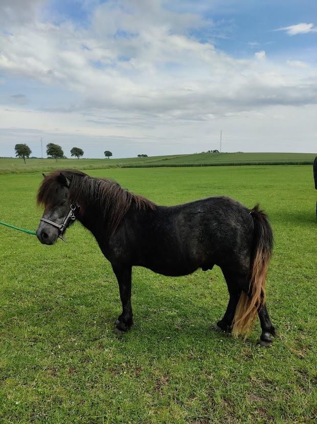 Shetlænder Thorshøj's kalk billede 26