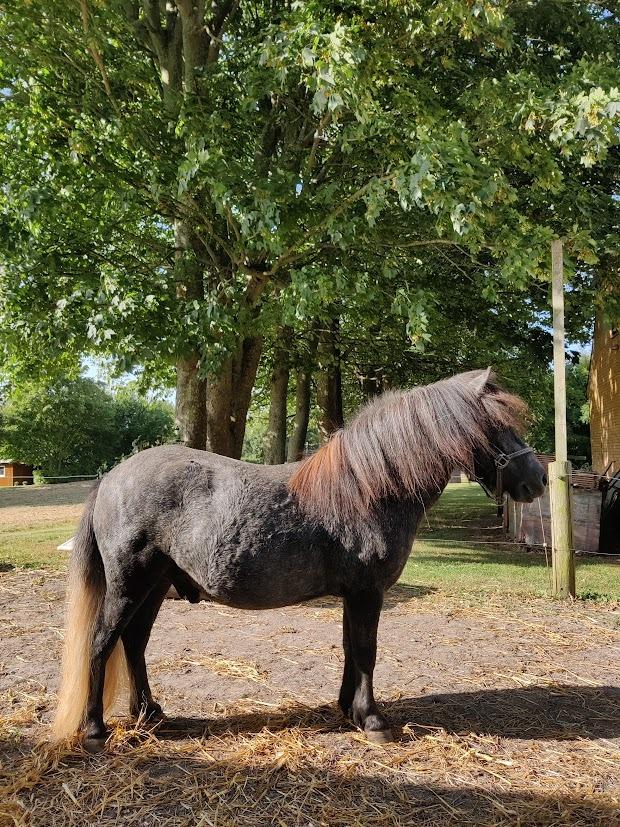 Shetlænder Thorshøj's kalk billede 20