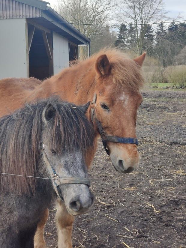 Shetlænder Thorshøj's kalk billede 12