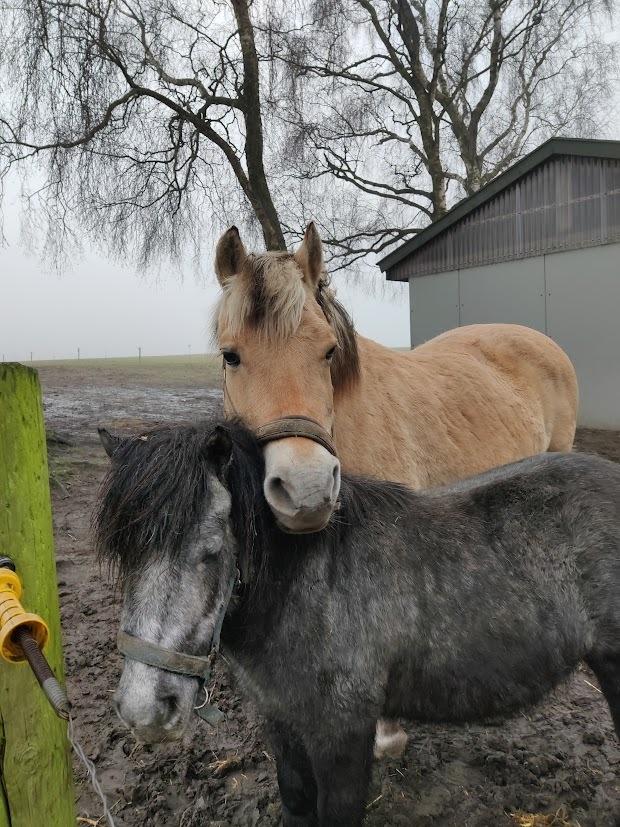 Shetlænder Thorshøj's kalk billede 13