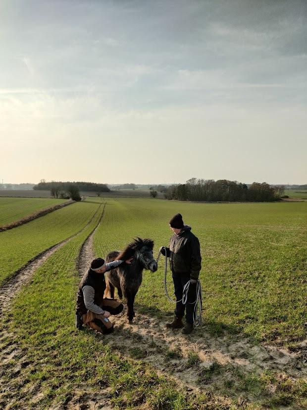 Shetlænder Thorshøj's kalk - Kalk med på tur ud over markerne. Her sammen med min mor og far. billede 8