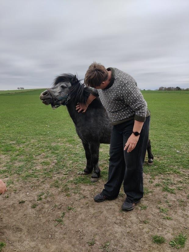 Shetlænder Thorshøj's kalk - Kalk eeelsker at blive kløet - alle steder! Her er det min svigermor, der sørger for lamamulen. billede 17