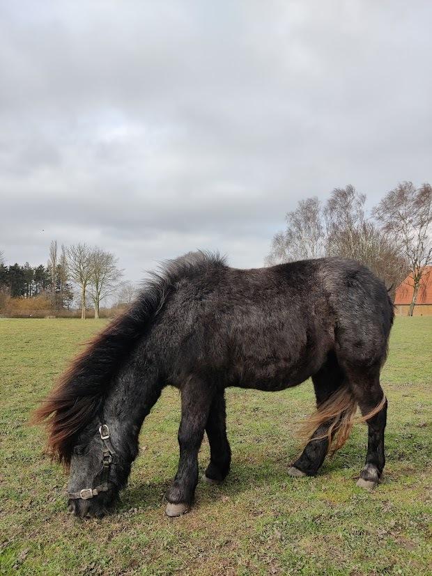 Shetlænder Thorshøj's kalk billede 24