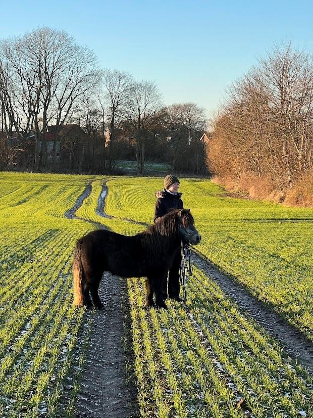 Shetlænder Thorshøj's kalk billede 18