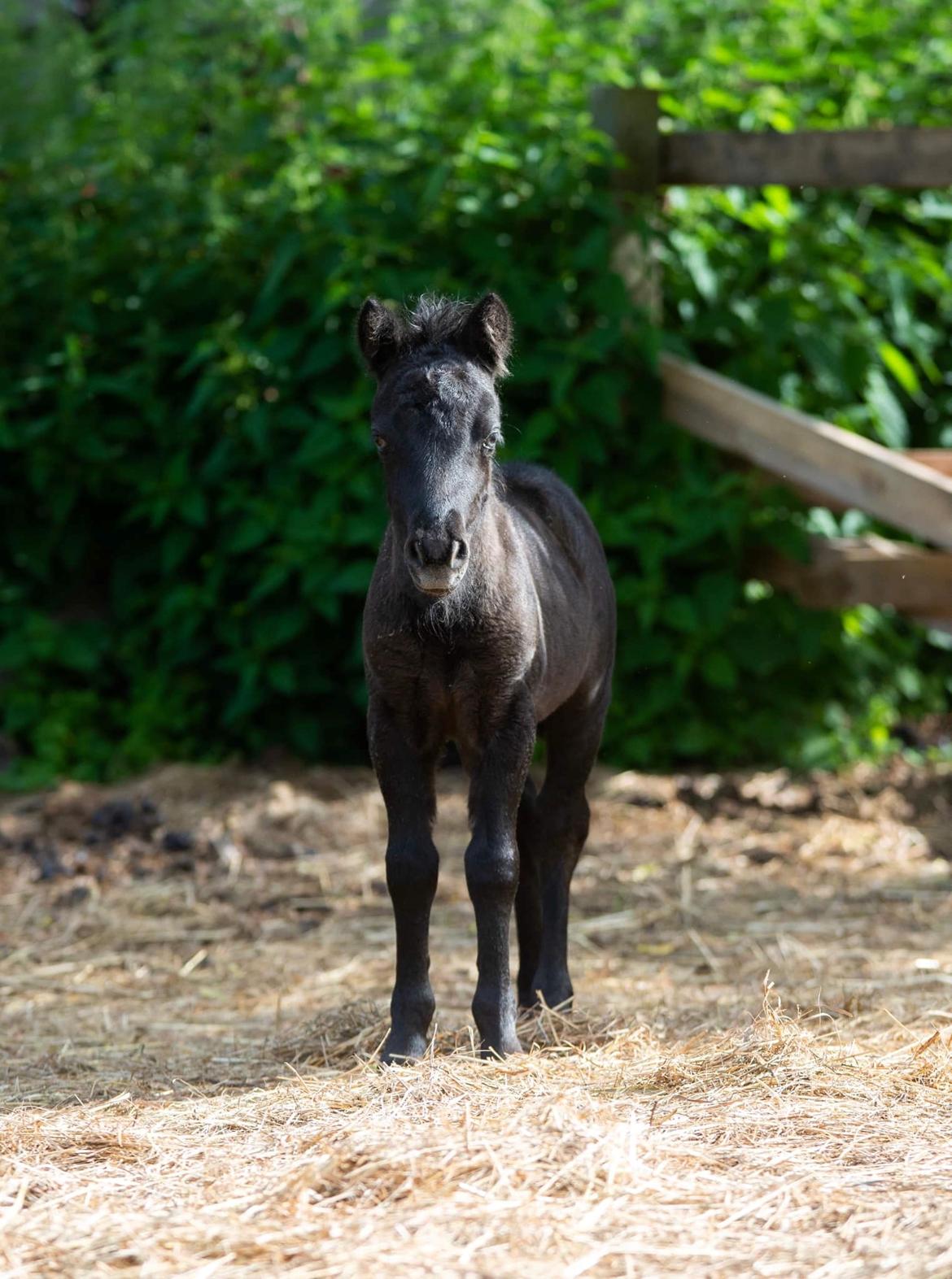 Shetlænder Thorshøj's kalk - Foto af Mette, Stutteri Thorshøj. billede 30